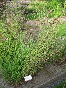Melica altissima Atropurpurea