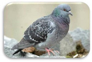 Pigeon biset domestique