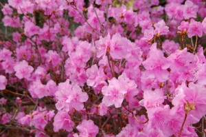 Rhododendron mucronulatum 'Wheeldon Pink'