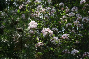 Viburnum x burkwoodii