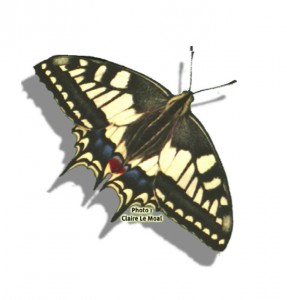 Papillon (photo: Claire Le Moal)