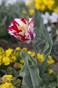 Tulipe « perroquet » dans le jardin de Compans Caffarelli à Toulouse
