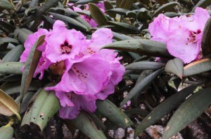 Rhododendron Argyrophylla