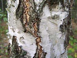 Bouleau verruqueux ou Betula pendula