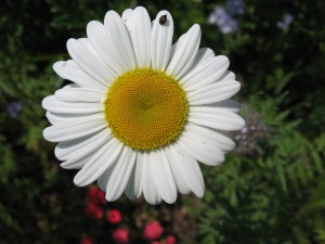 Fleur de Marguerite commune